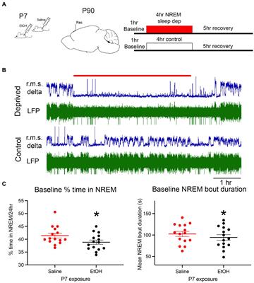 Homeostatic NREM sleep and salience network function in adult mice exposed to ethanol during development